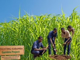 Groene groei in Gambia: Geef jongeren een toekomst met Mammoetgras!