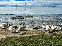 Zwanenmeer het Wolderwijd