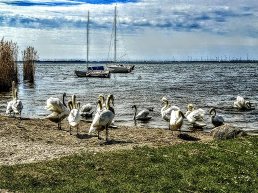 Zwanenmeer het Wolderwijd
