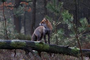 Lezing bij Groei & Bloei Harderwijk e.o. op 22 september in de Kiekmure: “Zwervend over de Veluwe” d