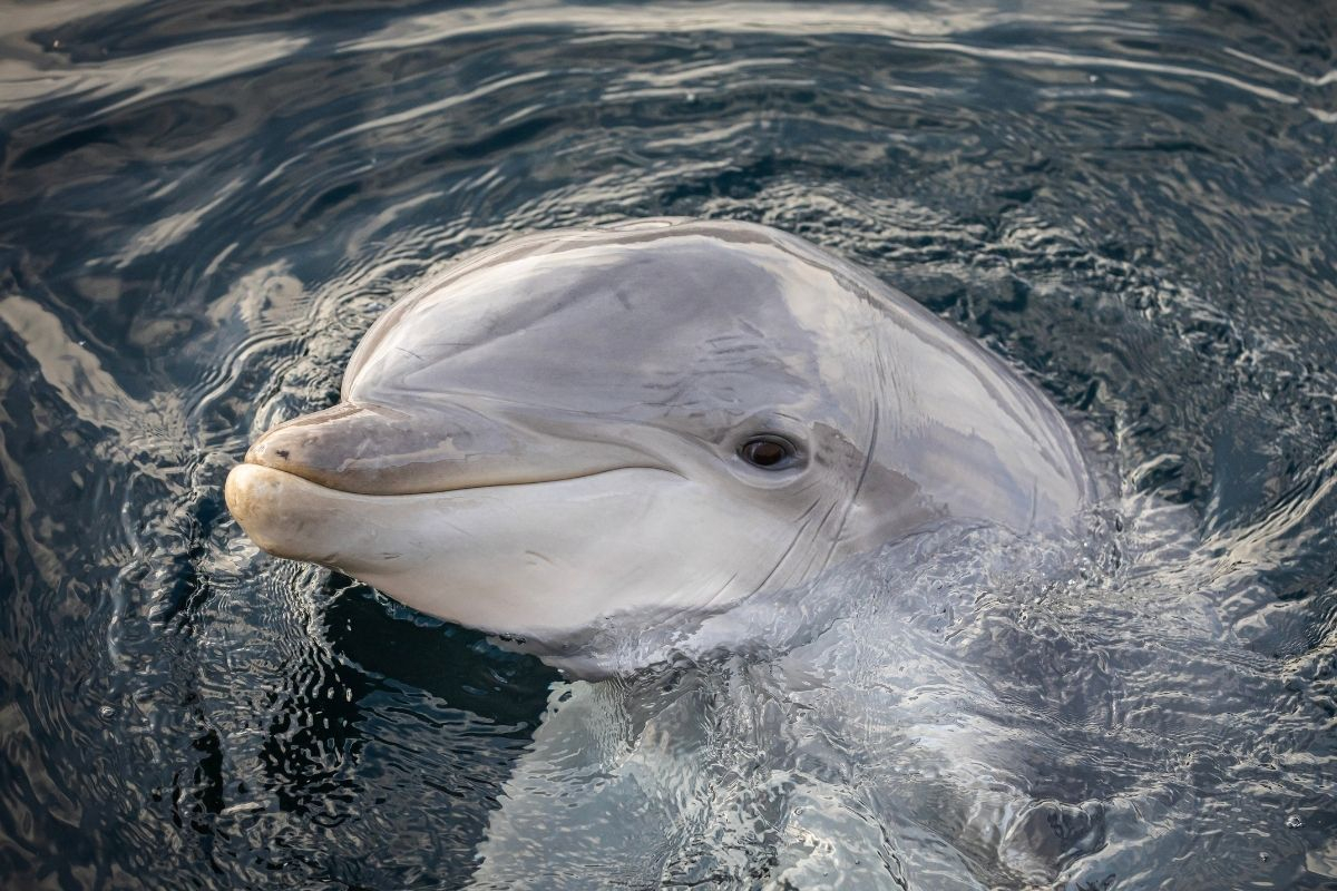 Dolfijnen blijven in Harderwijk, Dolfinarium vraagt om onderbouwing voortplantingsstop