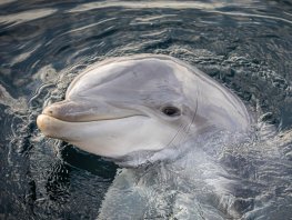 Dolfijnen blijven in Harderwijk, Dolfinarium vraagt om onderbouwing voortplantingsstop