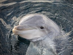 Dolfijnen blijven in Harderwijk, Dolfinarium vraagt om onderbouwing voortplantingsstop