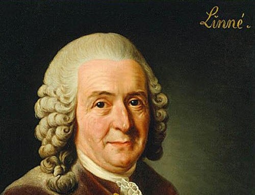 Linnaeus 